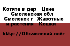 Котята в дар › Цена ­ 1 - Смоленская обл., Смоленск г. Животные и растения » Кошки   